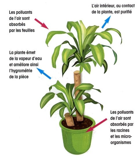 Fonctionnement des plantes